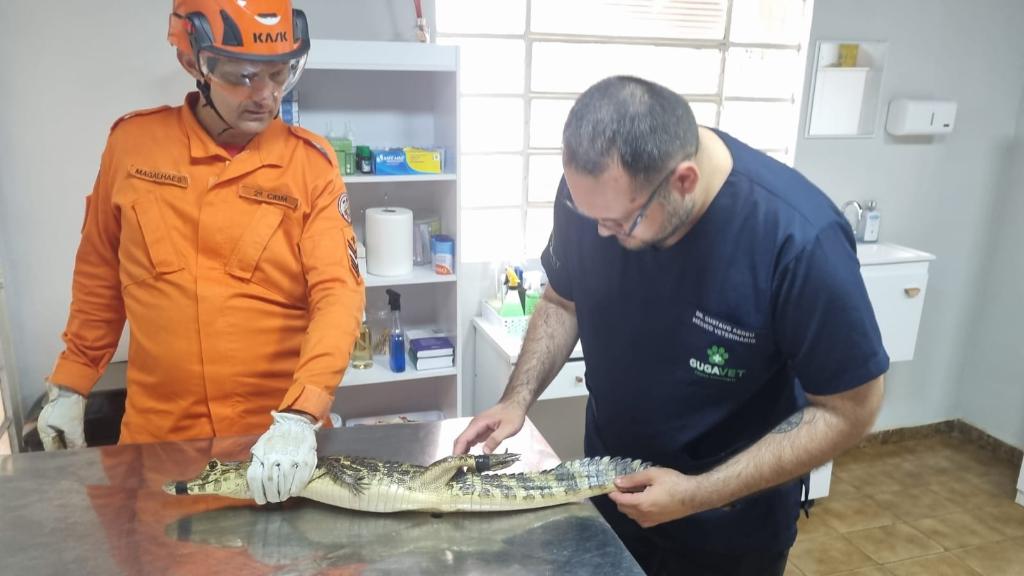 Corpo de Bombeiros captura jacaré em bairro residencial de Cáceres