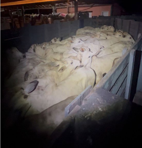 Ação da PM impede furto de 30 bois e leva três pessoas à prisão em Barra do Garças