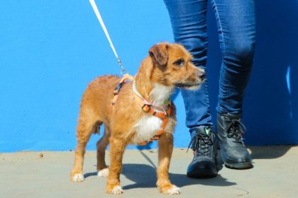 Três Lagoas amplia adoção responsável e 14 cães já encontram novas famílias