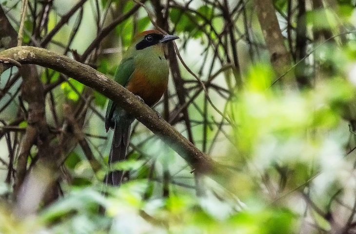 Juruva é escolhida como ave símbolo da Mata Atlântica em Mato Grosso do Sul